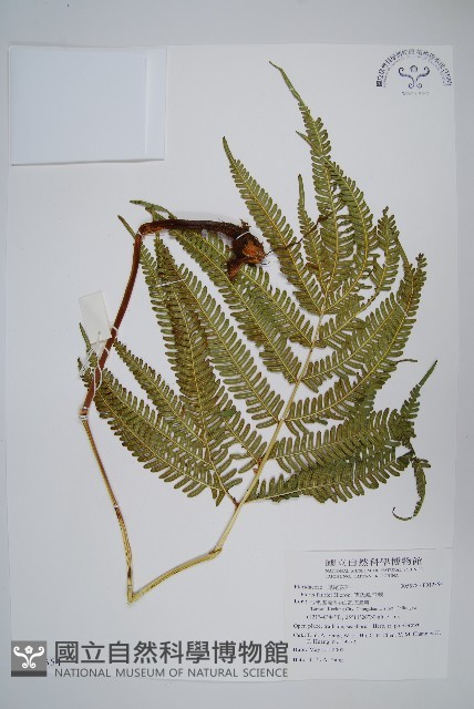 傅氏鳳尾蕨藏品圖，第1張