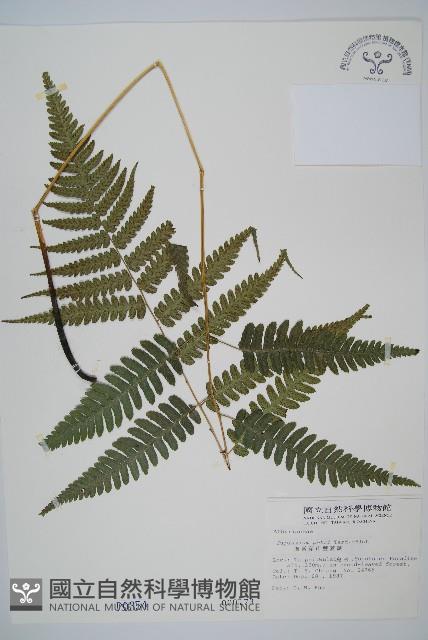 廣葉深山雙蓋蕨藏品圖，第1張