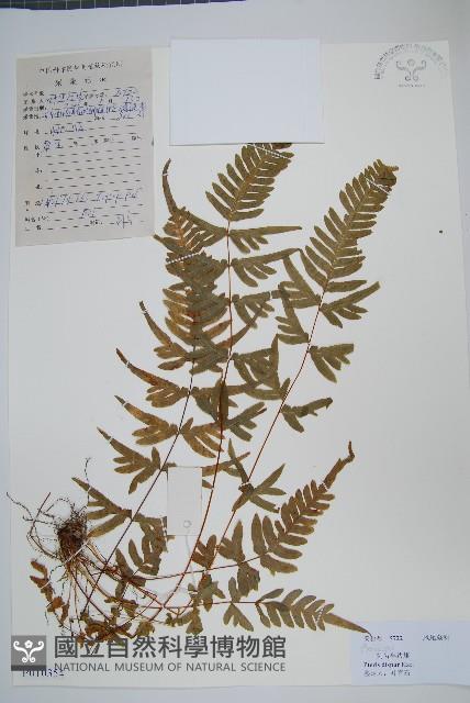 天草鳳尾蕨藏品圖，第1張