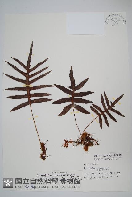 Accession Number:P001354 Collection Image, Figure 1, Total 2 Figures