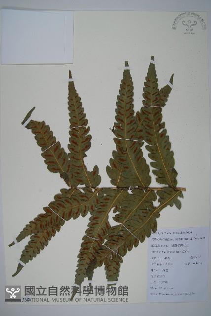 日本狗脊蕨藏品圖，第1張