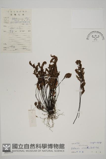 旱蕨藏品圖，第1張