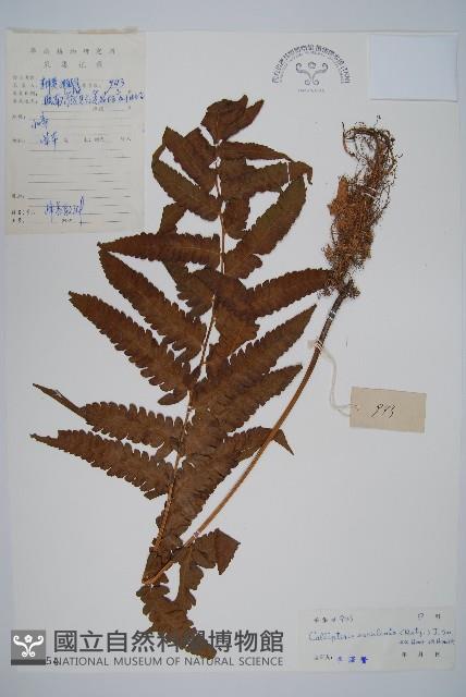 菜蕨藏品圖，第1張