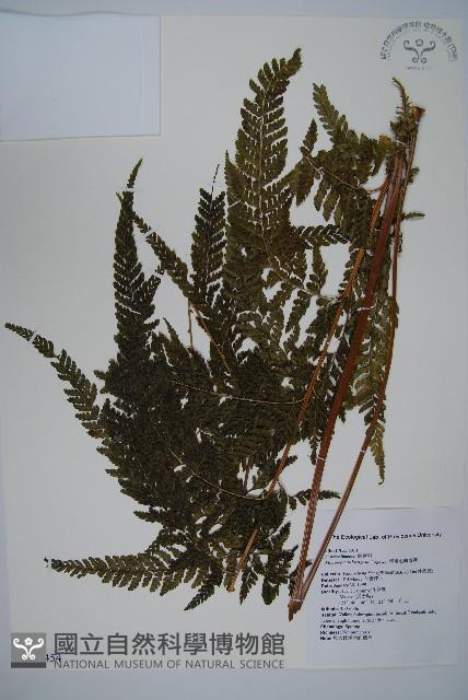 亞粗毛鱗蓋蕨藏品圖，第1張