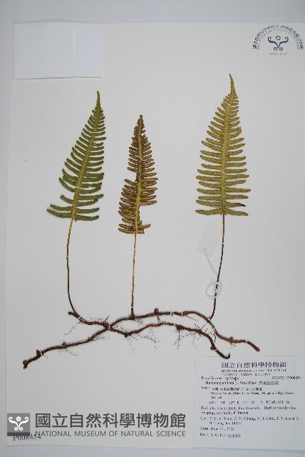 馬來陰石蕨藏品圖，第1張