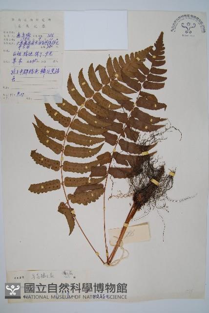 迷人鱗毛蕨、異蓋鱗毛蕨藏品圖，第1張