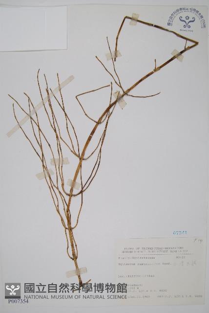 木賊藏品圖，第1張