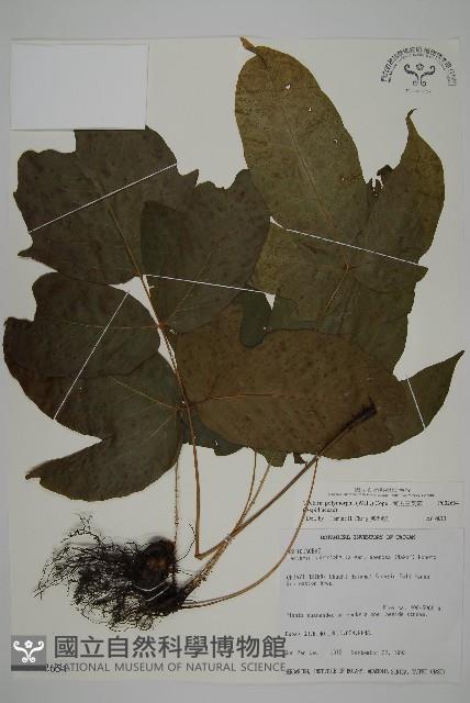 南投三叉蕨藏品圖，第1張