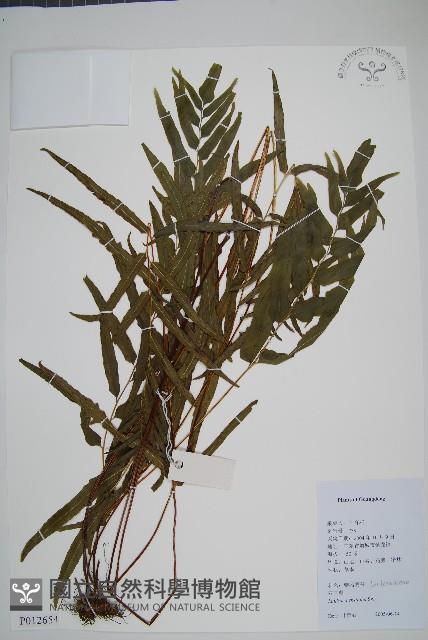 箭葉鱗始蕨藏品圖，第1張