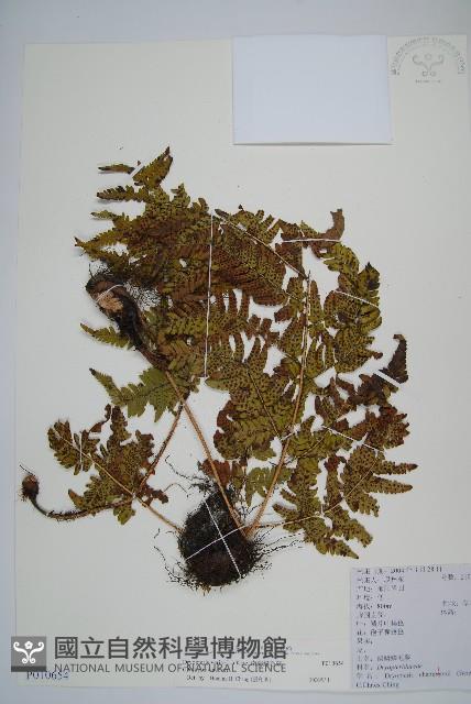 南海鱗毛蕨藏品圖，第1張