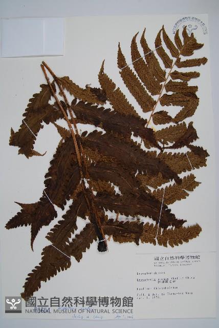 史氏鱗毛蕨藏品圖，第1張