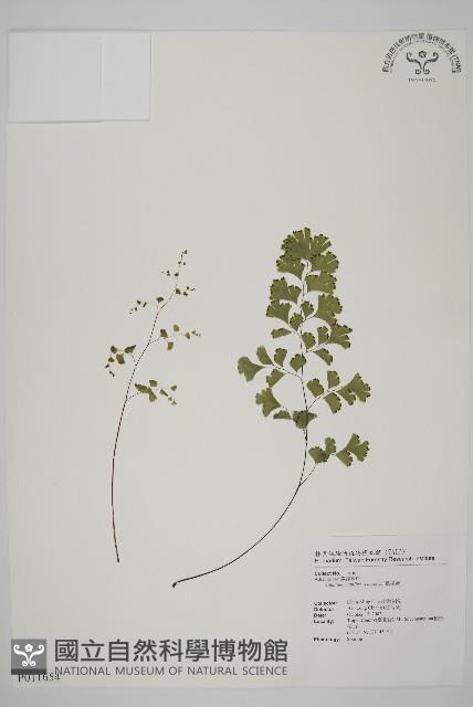 鐵線蕨藏品圖，第1張