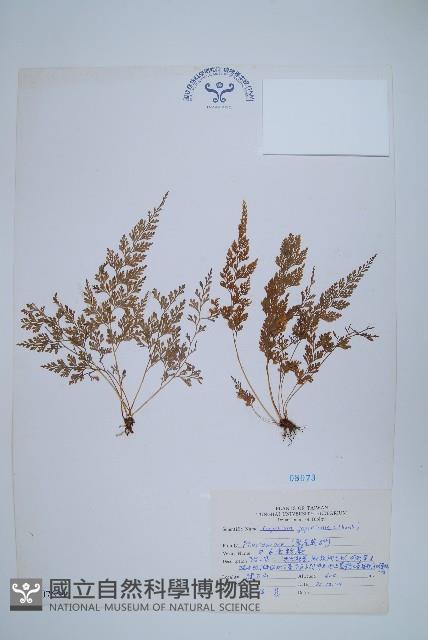 日本金粉蕨藏品圖，第1張