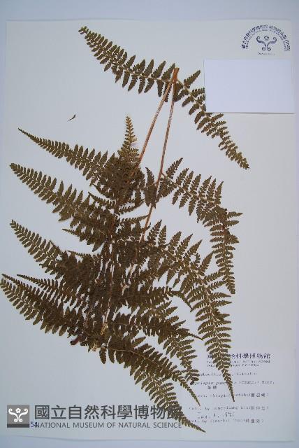 姬蕨藏品圖，第1張