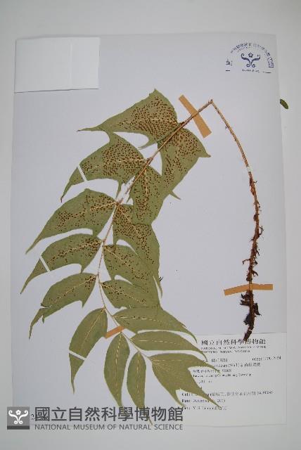 細齒貫眾蕨藏品圖，第1張