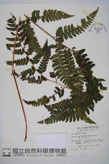 團羽鱗蓋蕨藏品圖，第1張