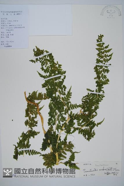 碗蕨藏品圖，第1張