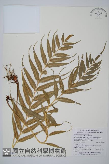 蘭嶼鐵角蕨藏品圖，第1張
