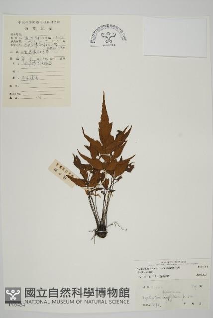 鐮葉鐵角蕨藏品圖，第1張