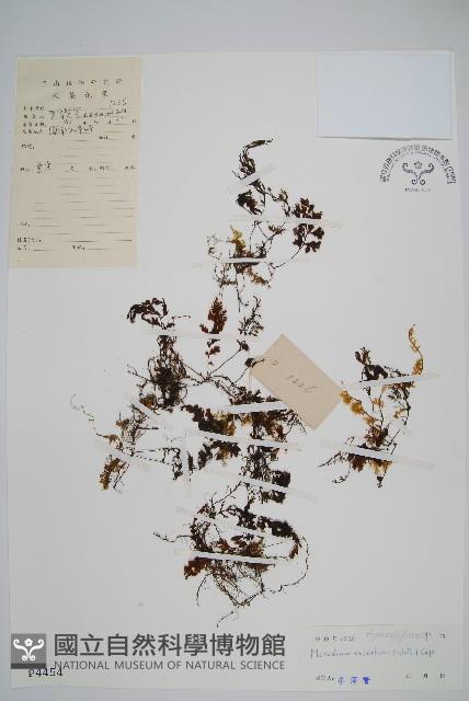 毛蕗蕨藏品圖，第1張