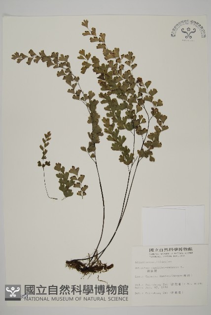 鐵線蕨藏品圖，第1張