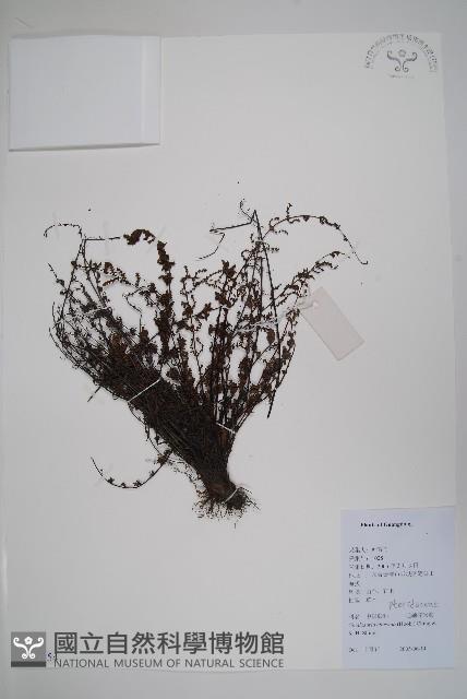 毛軸碎米蕨藏品圖，第1張