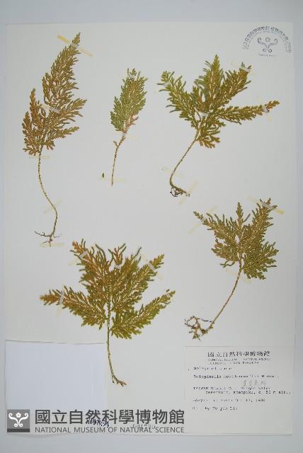 異葉卷柏藏品圖，第1張