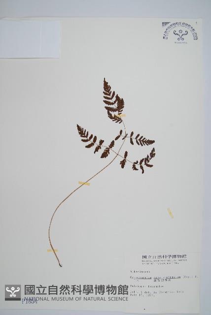 細裂羽節蕨藏品圖，第1張