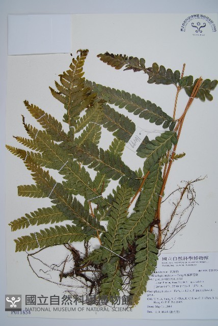 毛囊鱗蓋蕨藏品圖，第1張