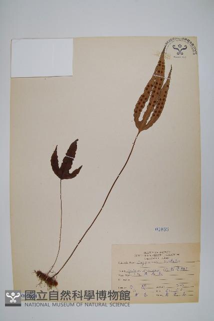 三葉茀蕨藏品圖，第1張