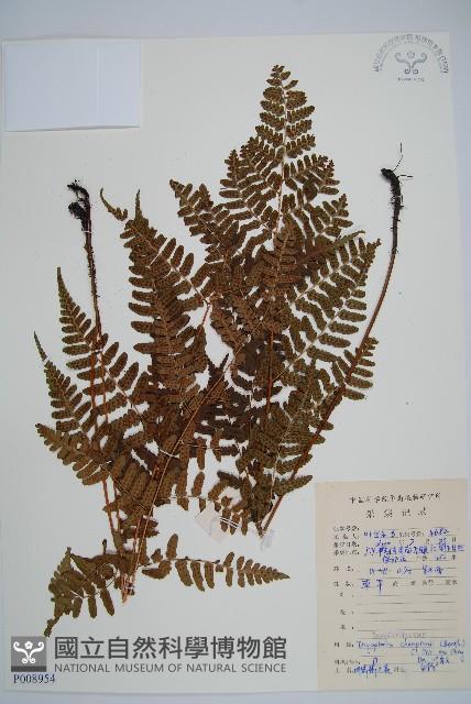 闊鱗鱗毛蕨藏品圖，第1張