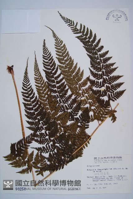 細裂蹄蓋蕨藏品圖，第1張