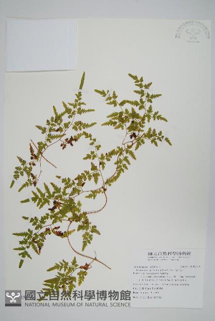 海金沙藏品圖，第1張