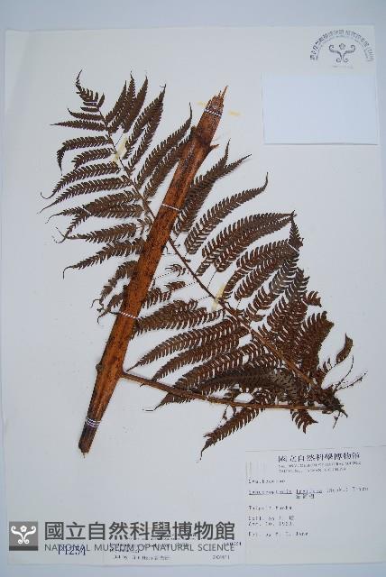 筆筒樹藏品圖，第1張