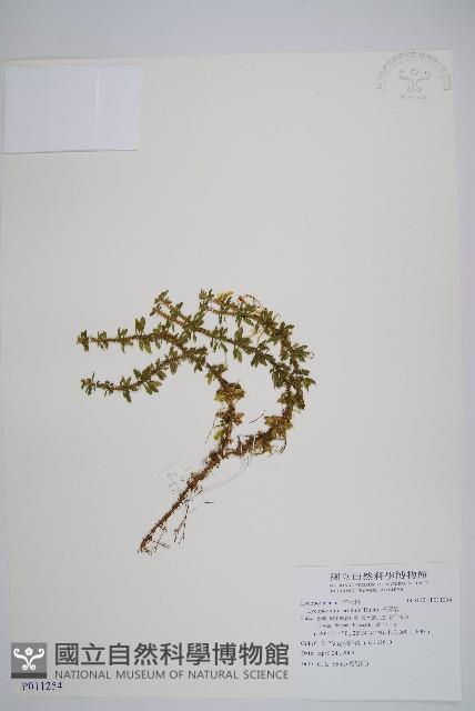 千層塔藏品圖，第1張