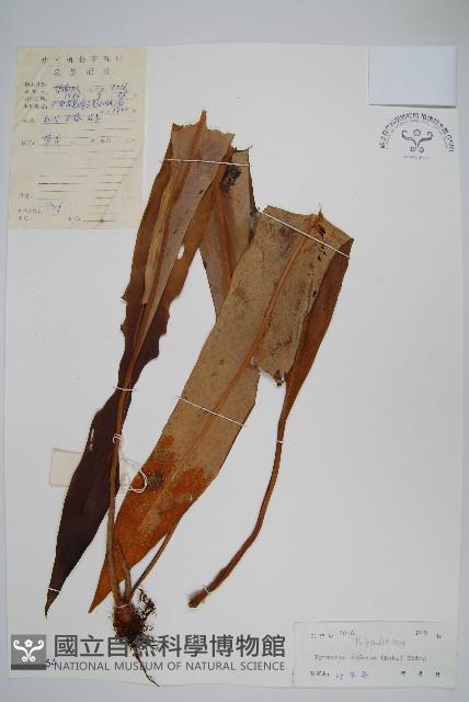 光石韋藏品圖，第1張