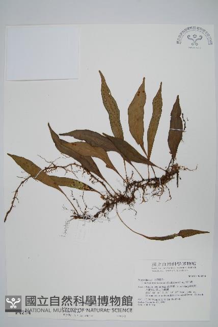 骨牌蕨藏品圖，第1張