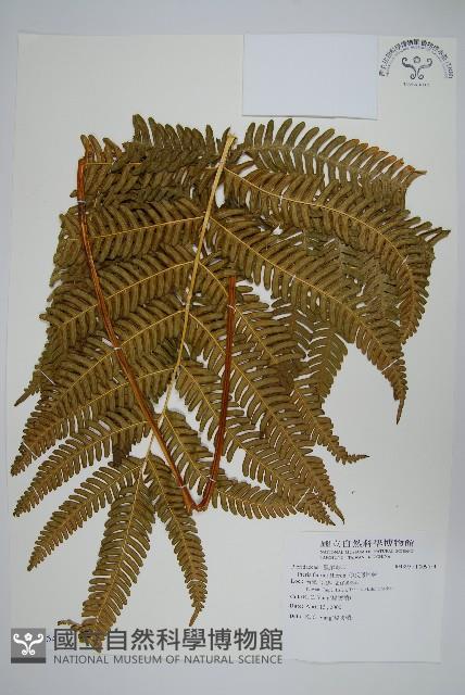 傅氏鳳尾蕨藏品圖，第1張