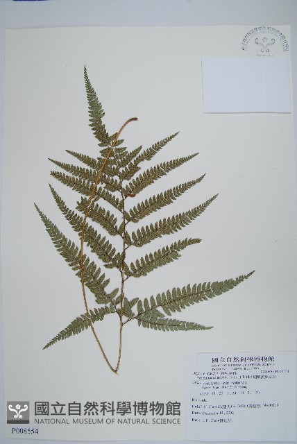 細葉複葉耳蕨藏品圖，第1張