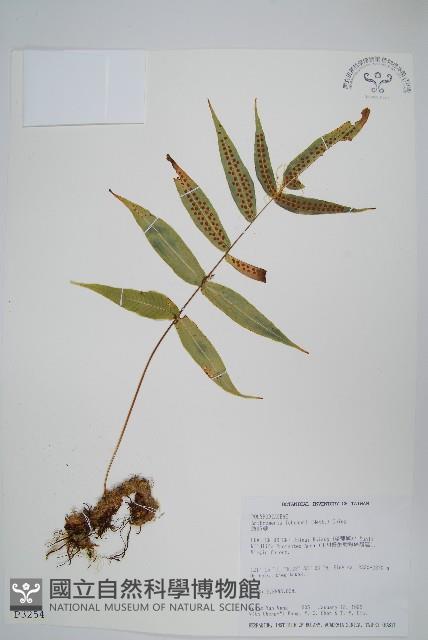 肢節蕨藏品圖，第1張