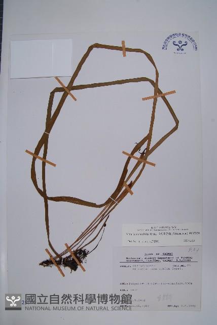 垂葉書帶蕨藏品圖，第1張