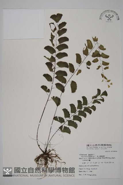 半月形鐵線蕨藏品圖，第1張