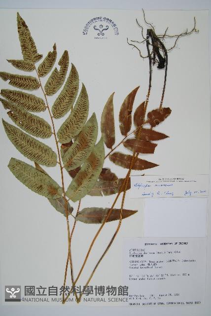 馬鞍山雙蓋蕨藏品圖，第1張