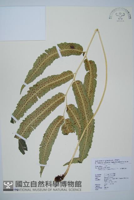 頂羽鱗毛蕨藏品圖，第1張