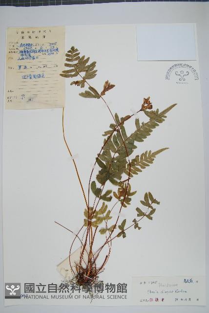 天草鳳尾蕨藏品圖，第1張