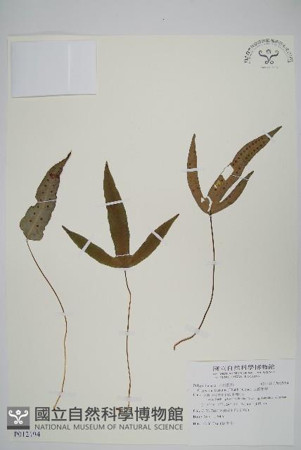 三葉茀蕨藏品圖，第1張