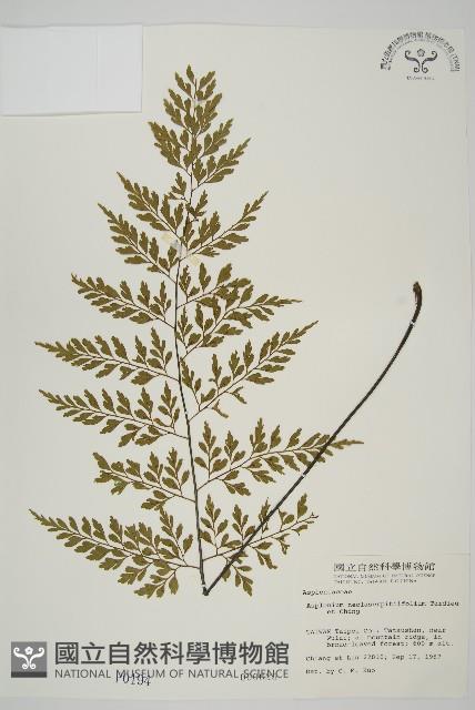 大黑柄鐵角蕨、黃鱗鐵角蕨、大羽鐵角蕨藏品圖，第1張