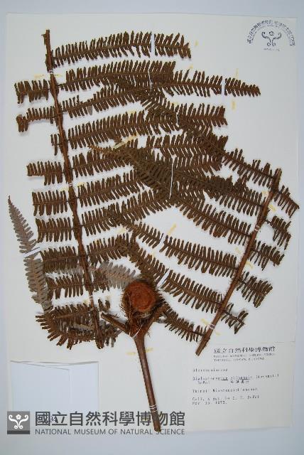 中華裡白藏品圖，第1張