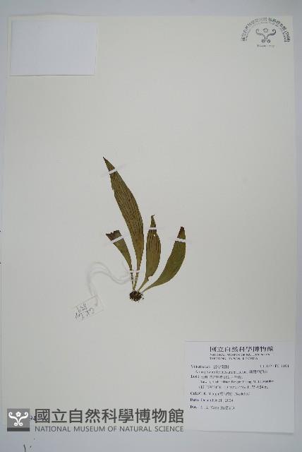 臺灣車前蕨藏品圖，第1張