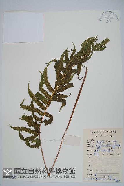 密毛毛蕨藏品圖，第1張